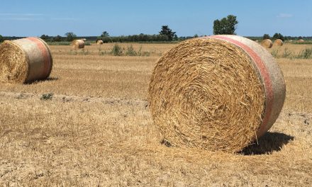 Le balle di fieno nella campagna pisana
